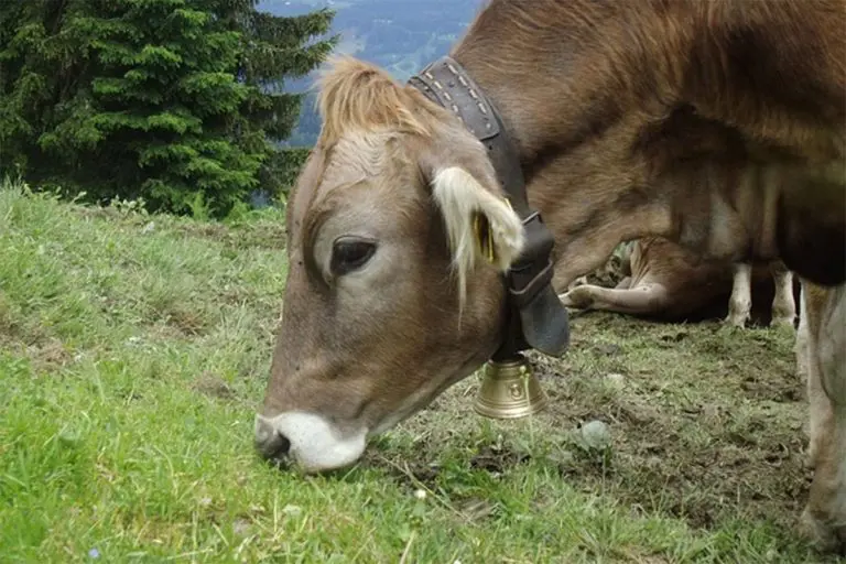 Švajcarski sud presudio: Krave smiju nositi zvona i po noći