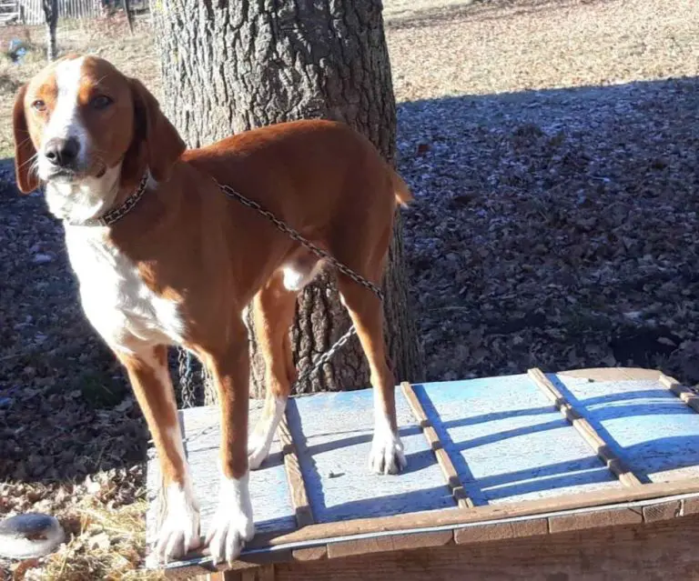 Strava u Nevesinju: Muškarac vukao psa zavezanog za vozilo dok nije uginuo?