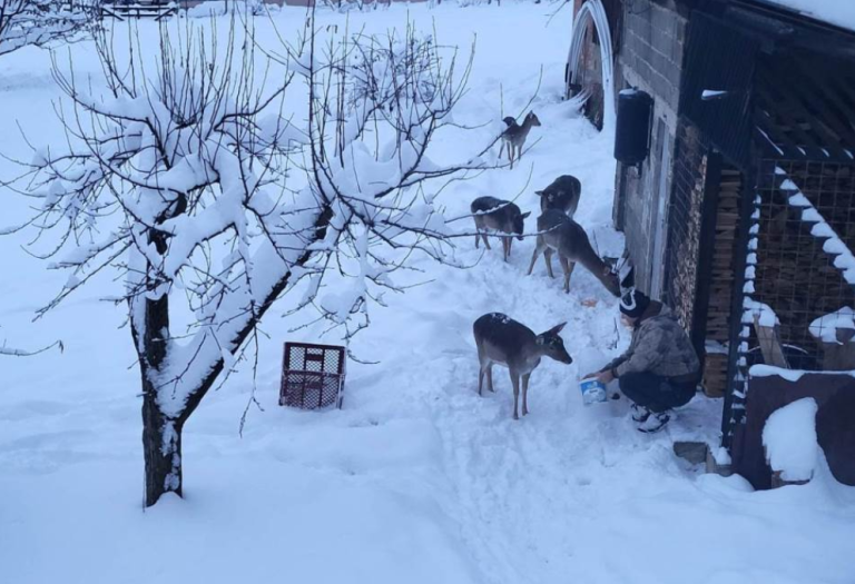 Prizor na Palama koji se ne viđa svaki dan: Četiri srne i srndać prišli čovjeku i jeli mu iz ruke (FOTO)