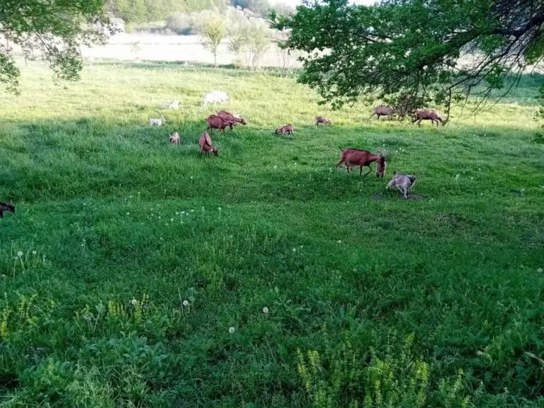 Njihovi proizvodi se nadaleko traže: Alpske koze u teslićkom selu, mladi bračni par pokrenuo porodični biznis