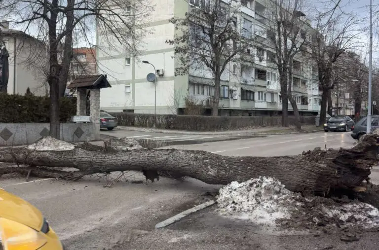 Srećom izbjegnuta tragedija: Vozači zaobilaze drvo koje je palo na put, nadležni ne reaguju