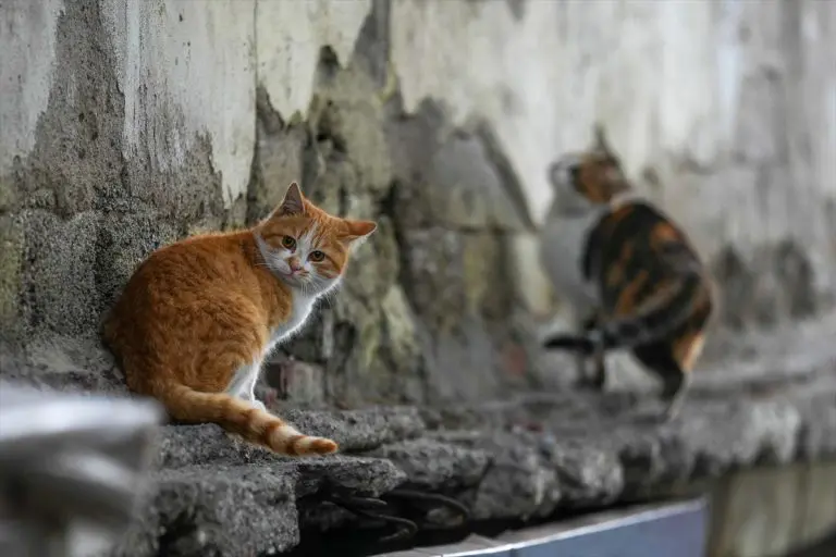 Mačke i februar – u čemu je caka?