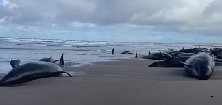 VIDEO Na plaži u Australiji nasukano više od 150 kitova. “Nije sigurno za spasioce”
