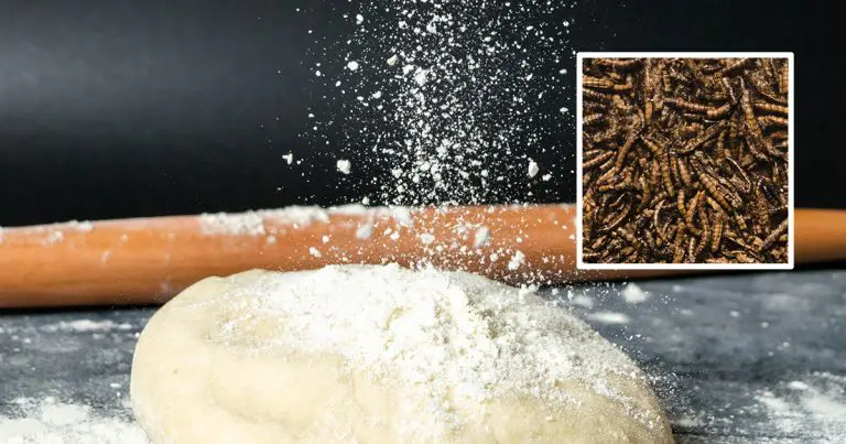 Uprkos otporu, insekti sve bliži tanjirima! Evropska država planira da otvori 100 farmi cvrčaka, praviće brašno od njih