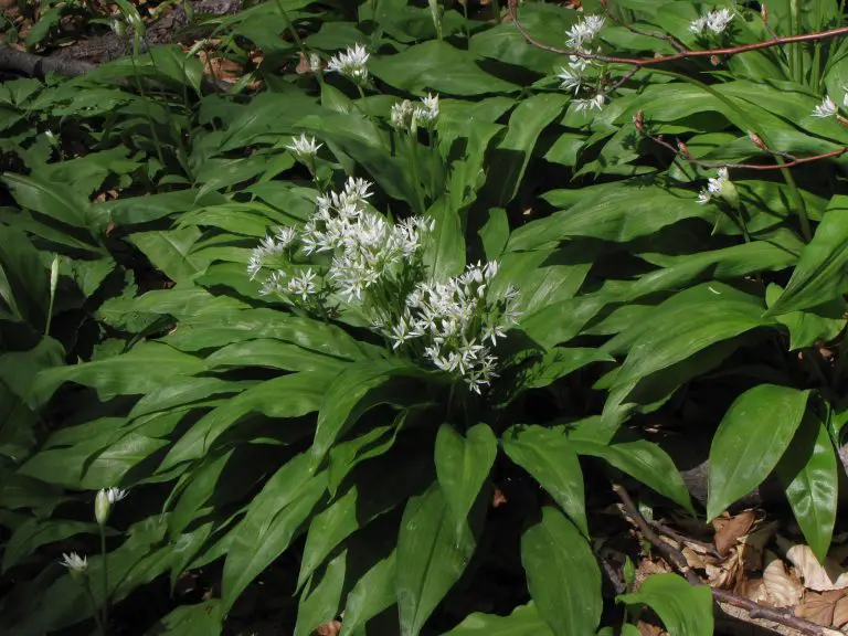 Ova biljka je moćnija od češnjaka: Za šta se koristi prema narodnoj medicini?