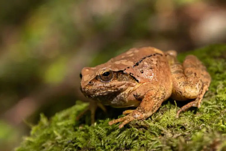 Opasan trend stigao u Evropu, izdato upozorenje: “Ne ližite žabe”