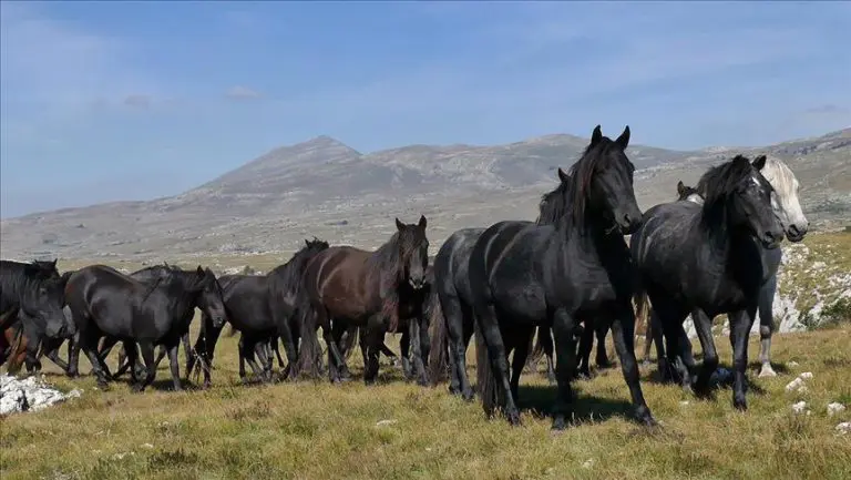 BBC o Bosni i Hercegovini: Evropska zemlja u kojoj konji slobodno lutaju
