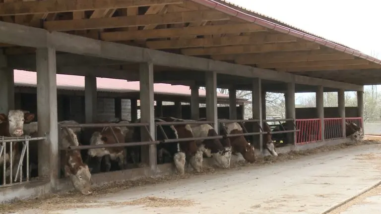 Bolest slinavka i šap – opasnost i strah u regionu, BiH na pragu katastrofe