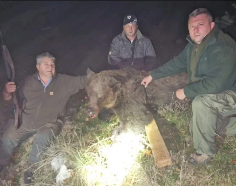 ZASTRAŠUJUĆE U krivolovu ubijena četiri medvjeda u okolini Vlasenice