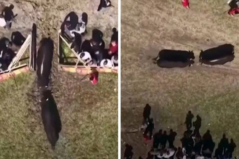 Incident na koridi u BiH: Vrata arene ostala otvorena, bikovi pobjegli među publiku (VIDEO)