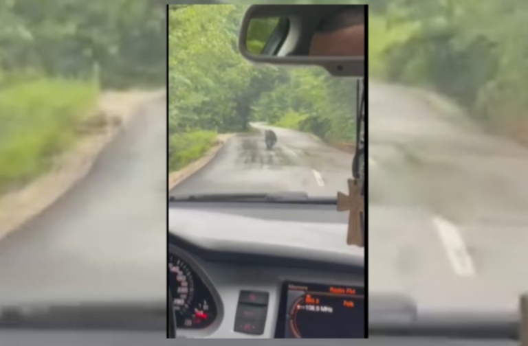 Vozači na putu Banjaluka–Doboj naišli na medvjeda — u kratkoj trci medo je vodio… VIDEO