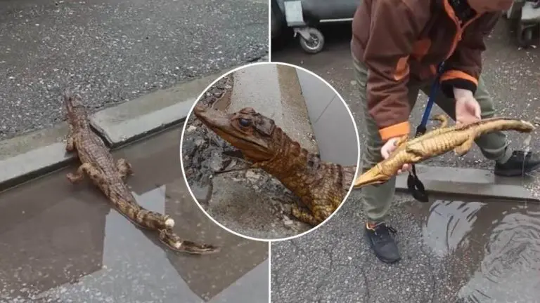 Krokodil na ulicama Niša? Građani prijavili stvora, a onda šok na terenu! (VIDEO)