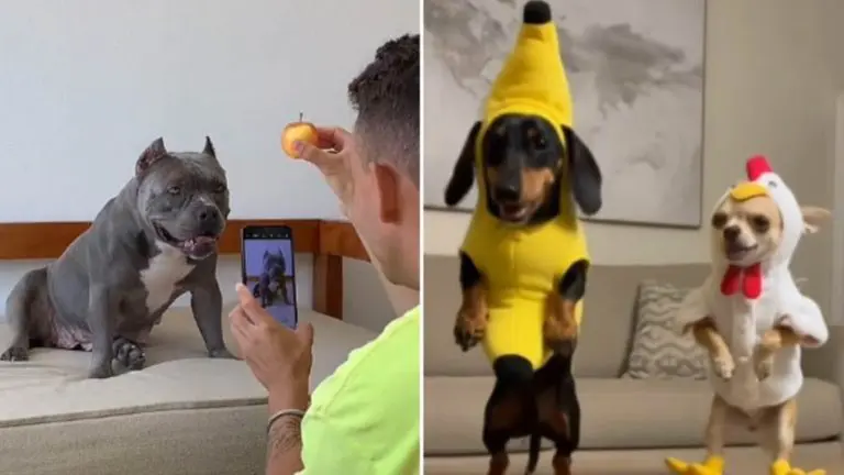 Viralni izazovi sa psima šokiraju javnost: Smijeh i pregledi na račun istraumiranih životinja