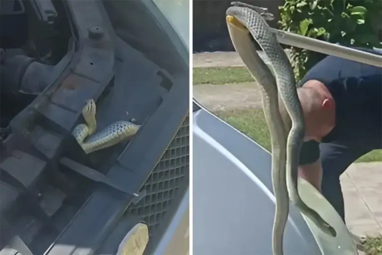Nezvan gost: Ogromna zmija se uvukla ispod haube auta