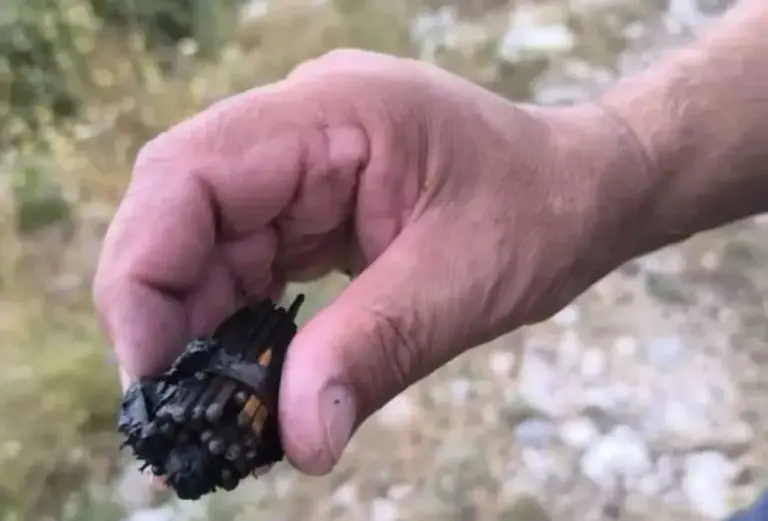 Spaljena zemlja u Dalmaciji: Pronađen snop šibica