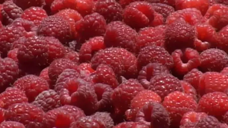 Malina umjesto fabrike: Voće koje održava život u Istočnoj Bosni