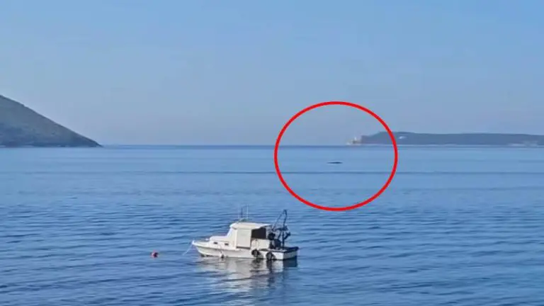 “Ne uznemiravajmo ovog morskog diva”: Kit snimljen kod obale Herceg Novog (Video)