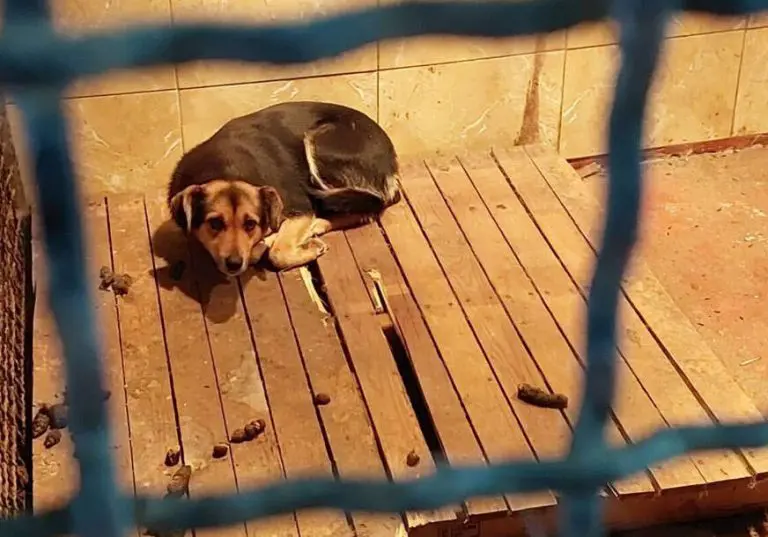 Volonteri tvrde da je stanje u azilu na Manjači ALARMANTNO: Pas dijeli boks sa mrtvim pacovom, radnika nema 14 dana