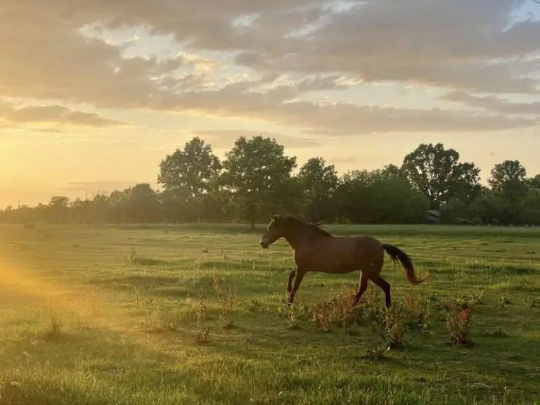 Porodica koja bosanskog brdskog konja spašava od izumiranja (FOTO)