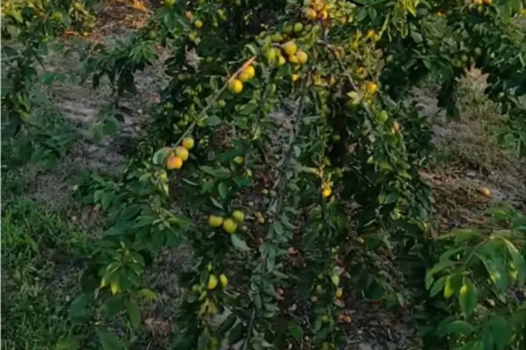 Voće koje svi znamo, a rijetko koristimo zovu “prirodnim flasterom za srce” (VIDEO)