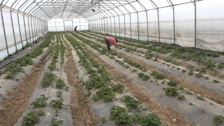 Od nasilja i siromaštva do organske proizvodnje: “Bila sam gladna, sad zarađujem sama”