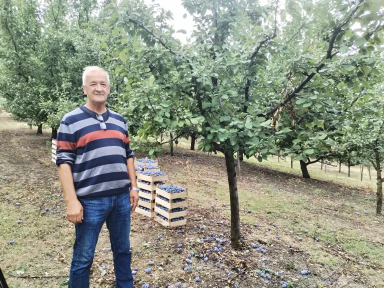 Voćnjaci Majevice kao metafora napuštene zemlje, preživjelih sela i starih ruku