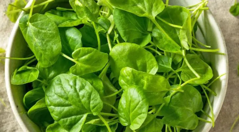 Nije avokado ni kelj: Ovo je najzdravija namirnica na svijetu, a u BiH je skoro zaboravljena