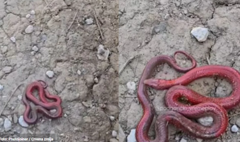 U Crnoj Gori uočena dosad nepoznata vrsta zmije: “Nikada u životu nismo vidjeli ovakvo nešto”