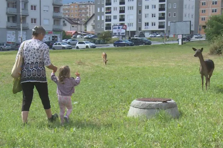 Gošće iz šume: Srne u centru grada
