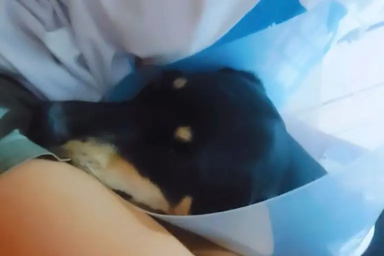 Horor u Banjaluci: Upucan pas, potrebna pomoć za njegovo liječenje (VIDEO)