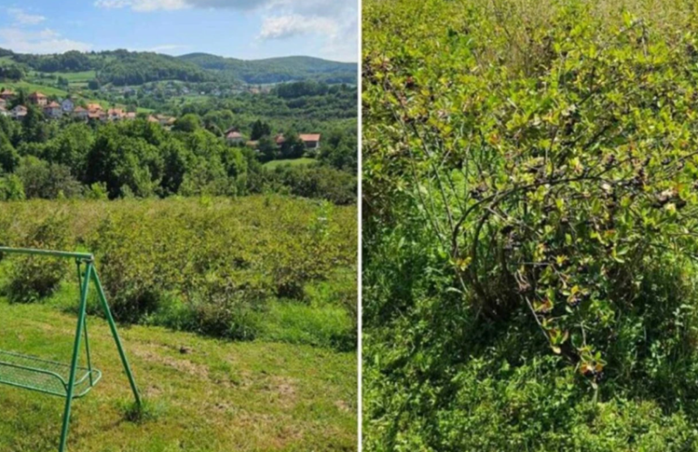 Vlasnik plantaže u BiH daje aroniju besplatno: “Neka narod dođe i bere, kapiju ostavljam otvorenu”