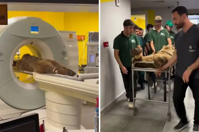 Nevjerovatni prizori stižu iz Turske: Medvjed se prejeo voća pa završio u hitnoj (VIDEO)