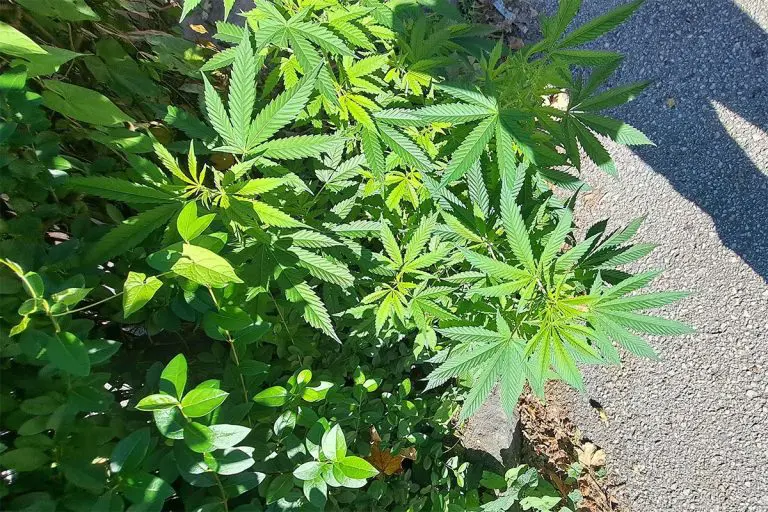 Apsurdan i pomoalo komičan detalj: Marihuana raste uz trotoar usred Sarajeva?