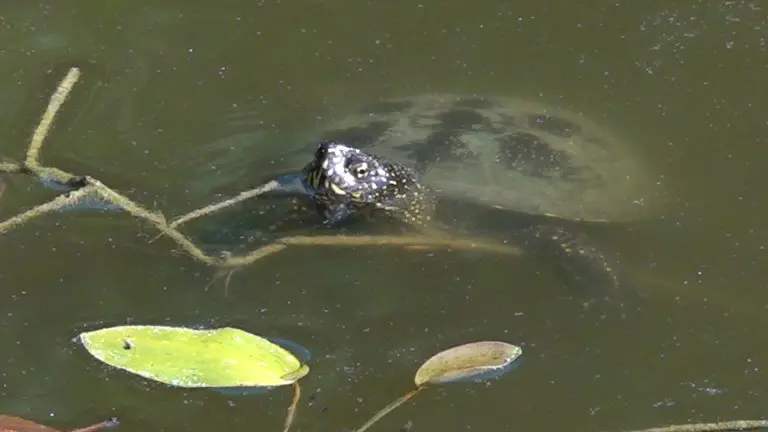 Nekada ponos, danas smeće i plastika:  Močvara u Semberiji nestaje, rijetke ribe i ptice umiru, a niko ne reaguje!