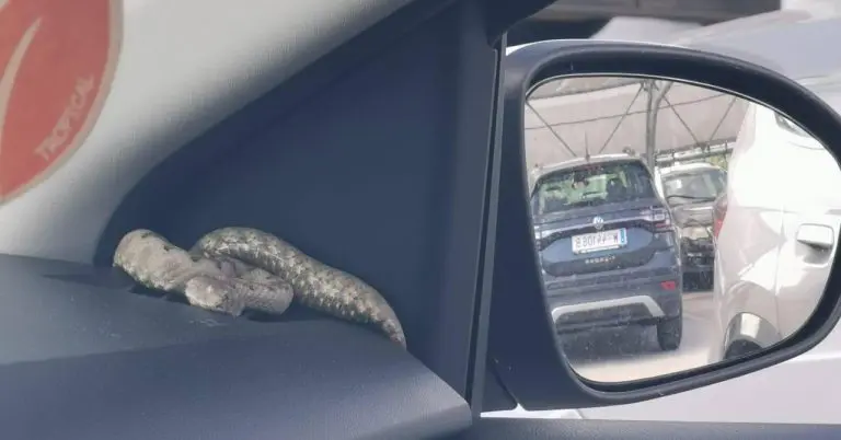 Šok u Bujama: U automobilu pronađena najotrovnija evropska zmija