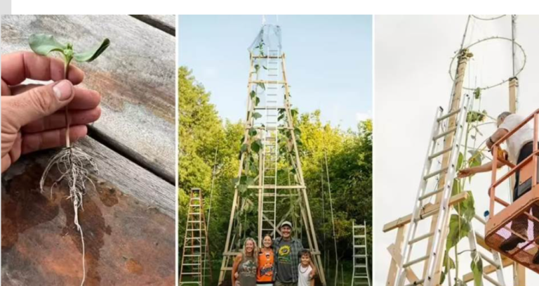 Novi svjetski rekord: Izrastao suncokret visok skoro 11 metara (VIDEO)