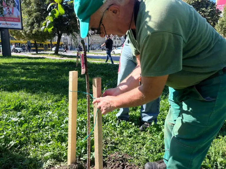 Trajno sjećanje na žrtve femicida u BiH: U Sarajevu posađene sadnice ukrasnog badema