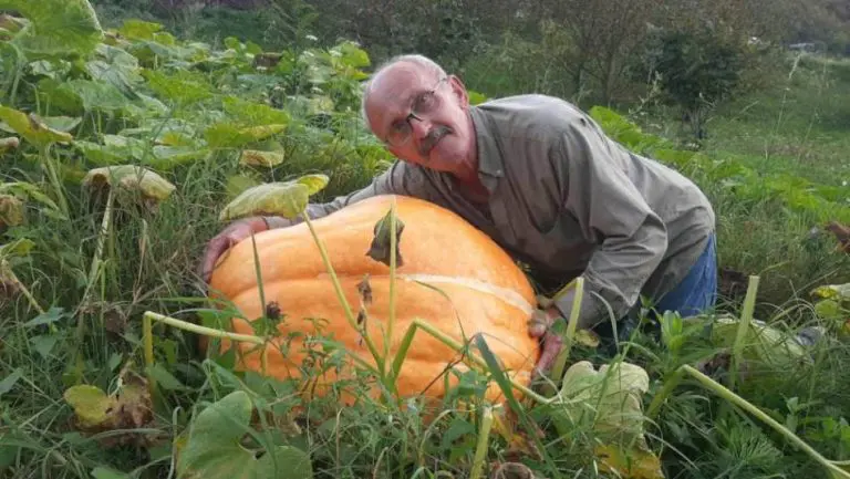 Od sjemeke do 70 kilograma: Čudesan rod bundeva kod Foče