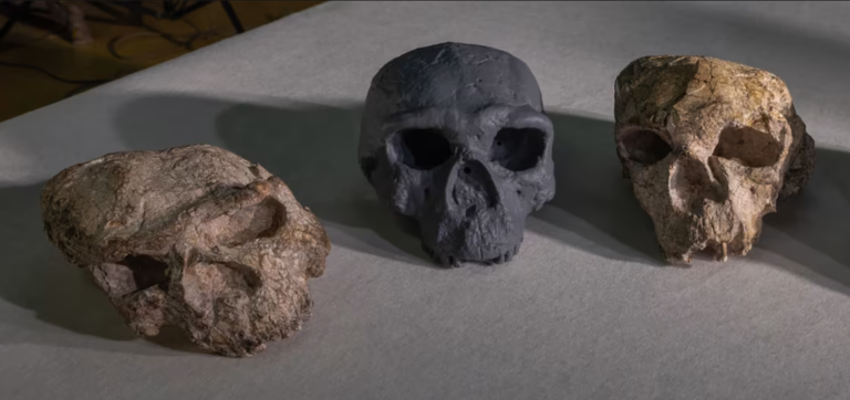 Lobanja otkrivena u Kini izgleda će potpuno promijeniti istoriju ljudske evolucije