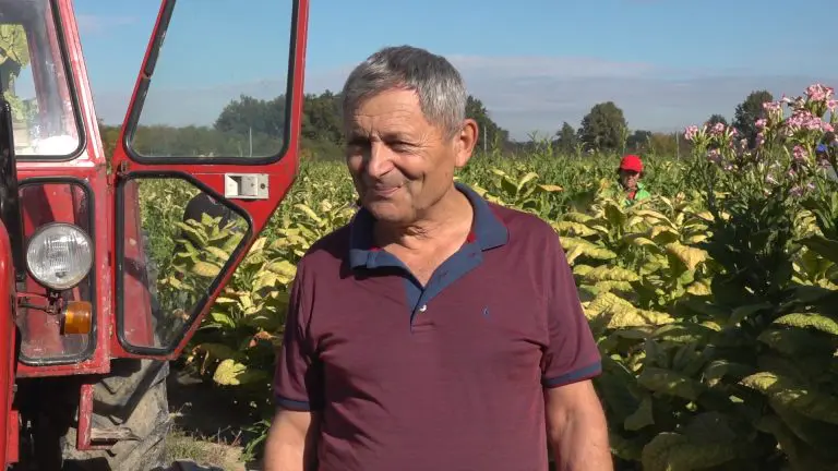 Jovica je treća generacija proizvođača duvana u BiH: “Nekada ‘žuto zlato’, danas borba za opstanak”