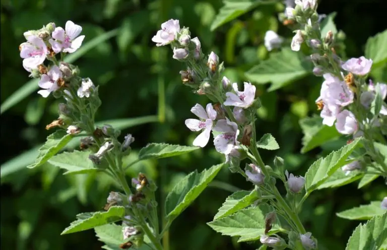 Novi unosan biznis: Ova biljka donosi 4.500 eura po hektaru!