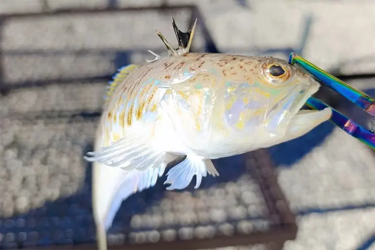 Najotrovnija riba na Jadranu ulovljena u BiH