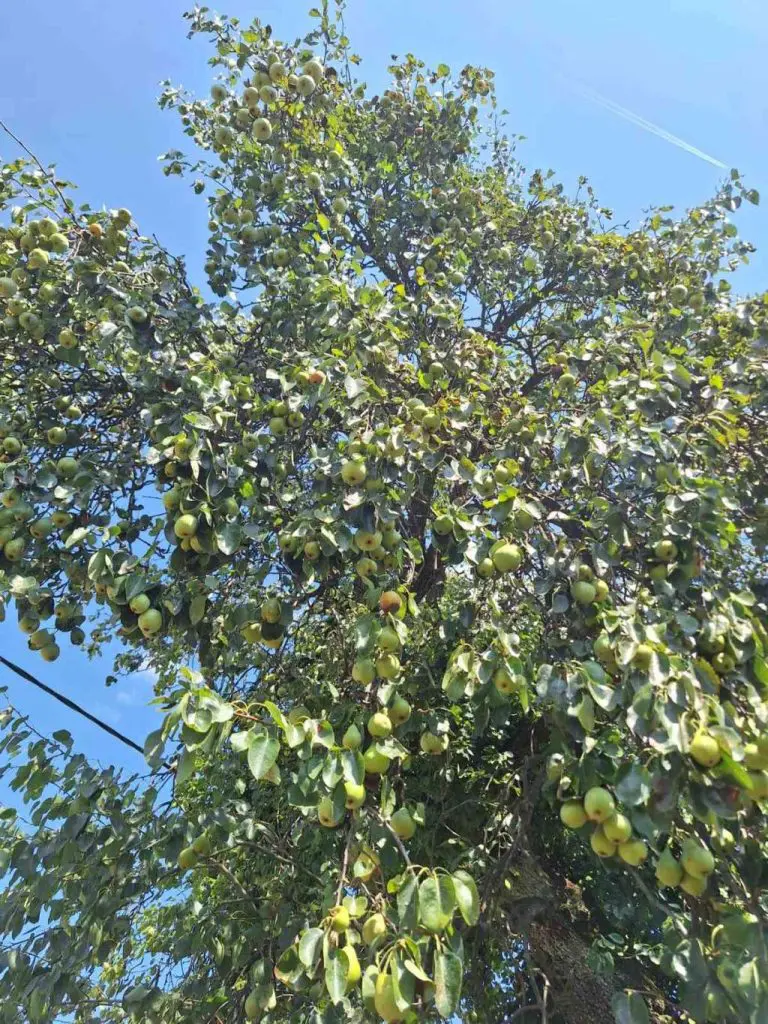 Autohtone sorte voća blago koje nestaje s naših prostora, potrebno ih sačuvati od zaborava
