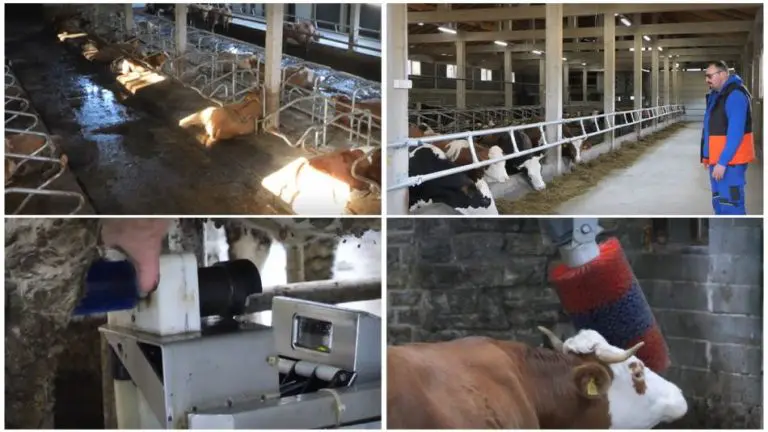 Na Vlašiću stigao prvi robot za mužu krava: Radi 24 sata, ne žali se i ne traži platu