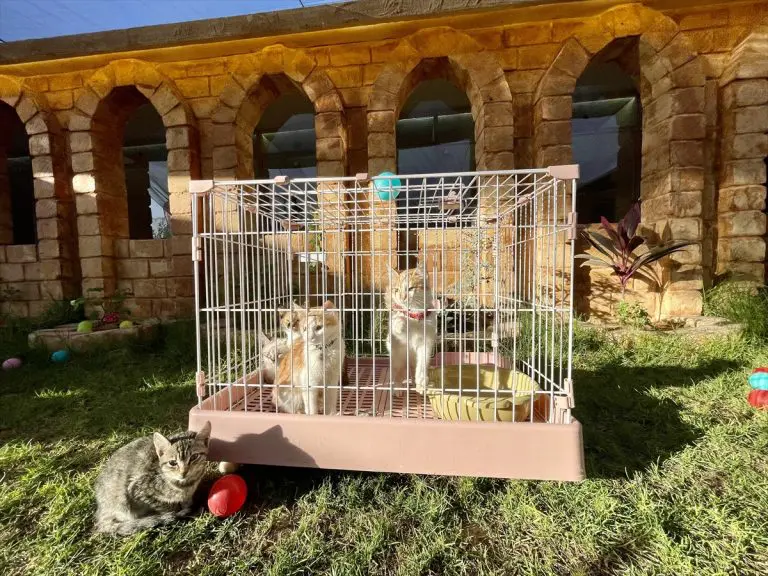 Hotel sa pet zvjezdica za mačke nudi luksuzne usluge za ljubimce u Libiji (FOTO)