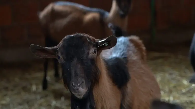 Iz Južne Afrike u Lopare: Priča o farmi koja je osvojila srca ljubitelja domaćih sireva