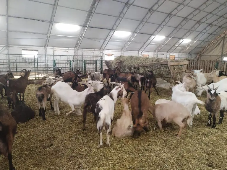 Ova farma na Ozrenu pravi sireve koji osvajaju region – a sve je počelo sa samo nekoliko koza!