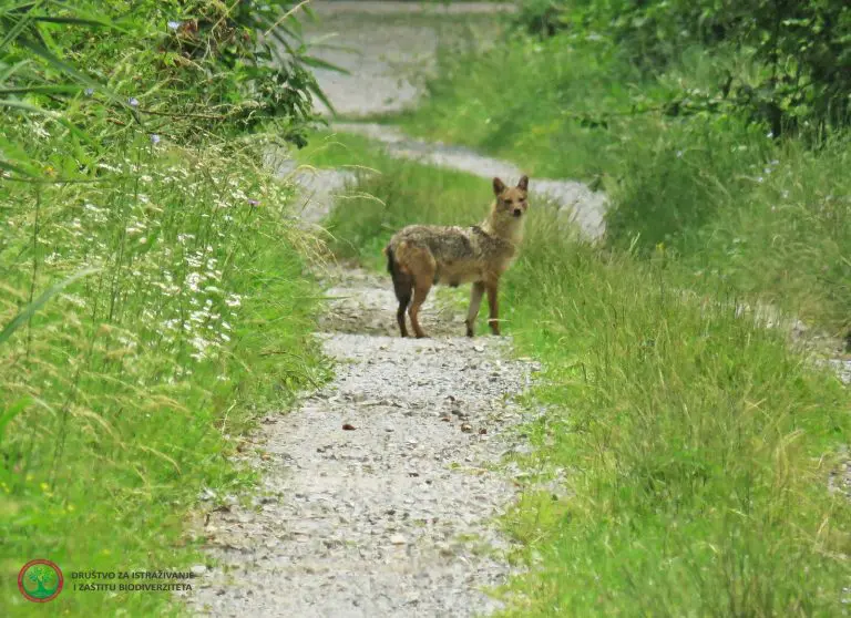 Šakal: Sve brojniji u BiH, a i dalje tako malo znamo o njemu