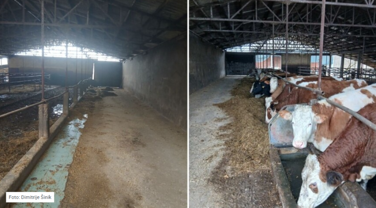 Farma iz Gradiške ugašena nakon 18 godina: Krave prodali kolegi u FBiH