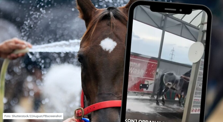 Pranje konja u autopraonici zgrozilo društvene mreže: Ovo je za prijavu, nije za lajkove
